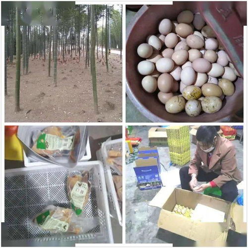 善心接力，助貧困村農(nóng)戶的谷物副產(chǎn)品“飛”出山溝
